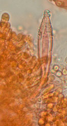 Hohenbuehelia auriscalpium